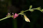 Spiked hoarypea